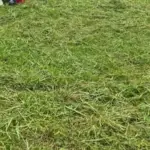 うらにわ部